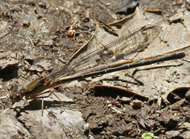 Blue-fronted Dancer